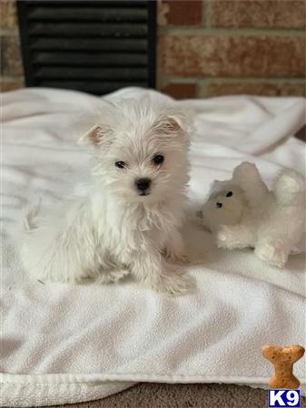 gpupies20 Picture 1